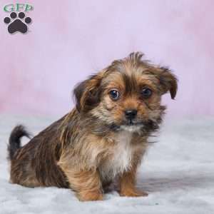 Lala, Shorkie Puppy
